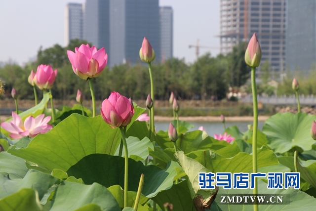 微信图片_20190626105322.jpg