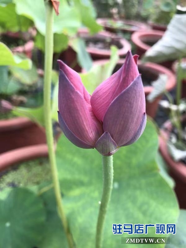汝南县“沉睡千年”的古莲开了花