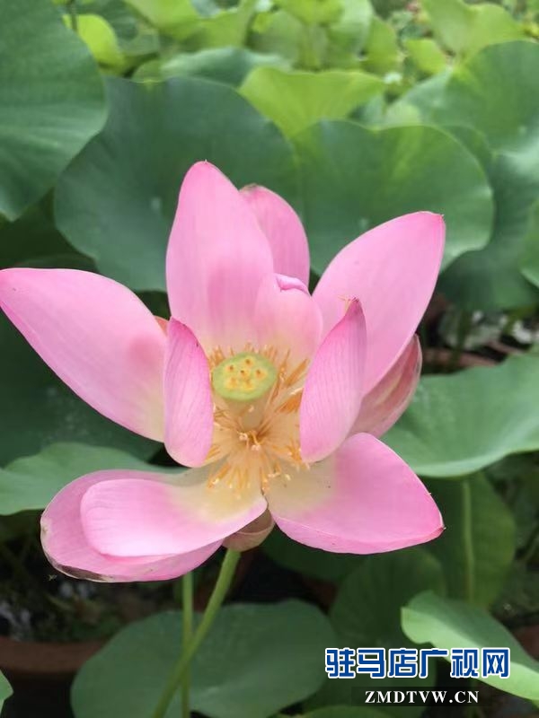 微信图片_20190724103539.jpg