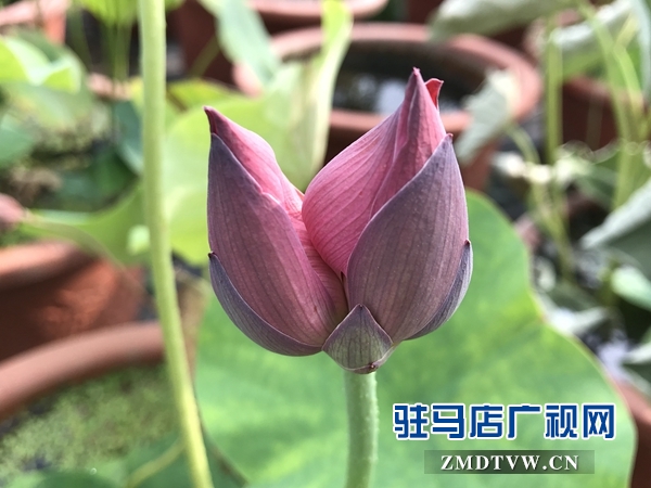 汝南县“沉睡千年”的古莲开了花