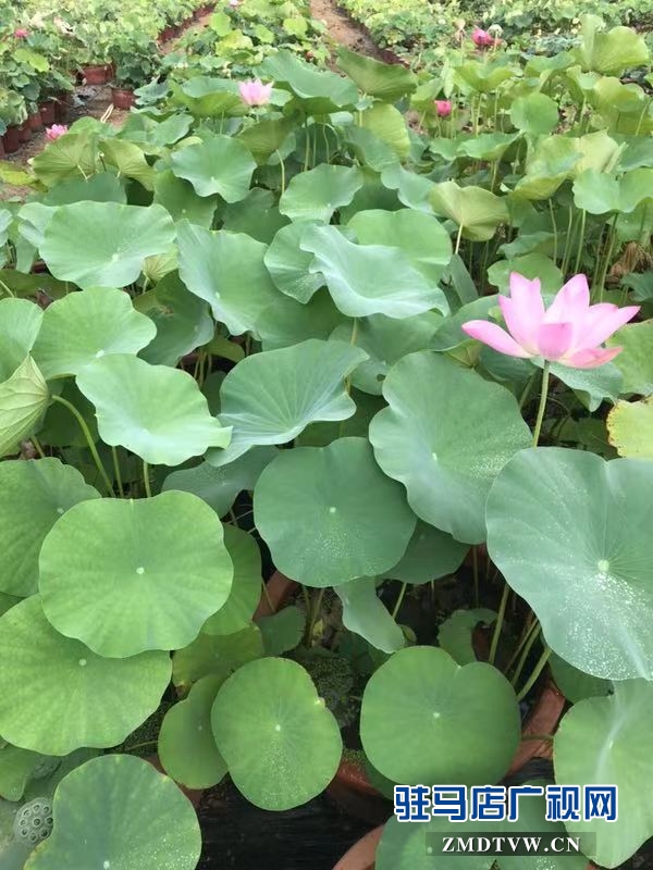 汝南县“沉睡千年”的古莲开了花