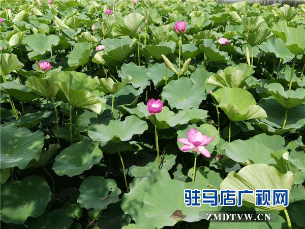 1572999371261904.gif 微信图片_20191106080813.gif