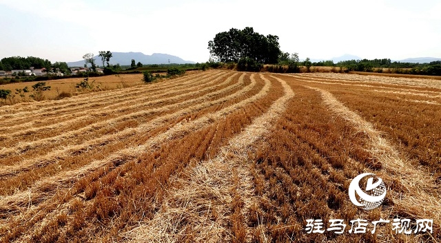 驻马店驿城区：推进秸秆回收变废为宝