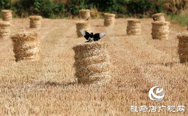 驻马店驿城区：推进秸秆回收变废为宝