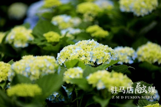 微信图片_20200526094844.jpg