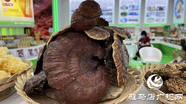 记者探会｜部长看的花菇是她种植的