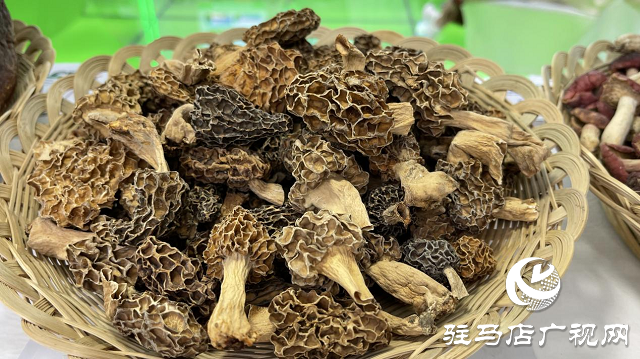 记者探会｜部长看的花菇是她种植的