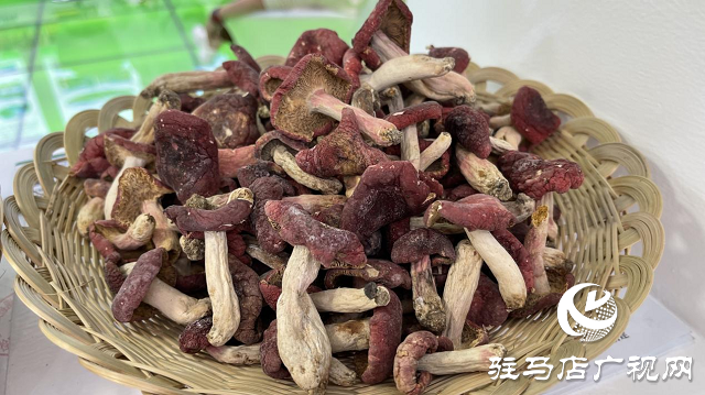 记者探会｜部长看的花菇是她种植的