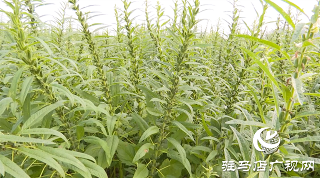 河南驻研种业:宜机收芝麻新品种的选育成功实现全程机械化