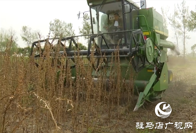 河南驻研种业:宜机收芝麻新品种的选育成功实现全程机械化