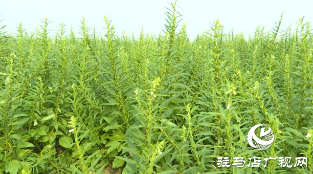 河南驻研种业:宜机收芝麻新品种的选育成功实现全程机械化