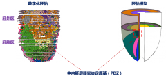 最新研究揭示哺乳动物胚胎早期器官发育“密码”