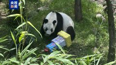 海外现存最长寿大熊猫“欣欣”在墨西哥城迎来35岁生日