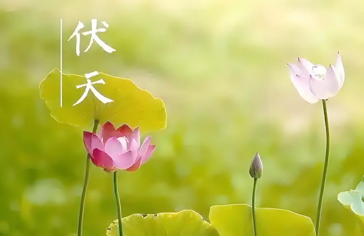 伏天的由来及习俗