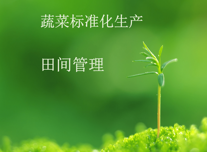 夏季高温天气蔬菜生产管理措施