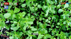 入秋后这菜要常吃，它是养肝高手，一周吃3次，清肝排毒又护眼，价值不容小觑！