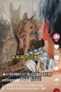 独居老人离世宠物狗流泪不愿离开 救助者：正在救治它