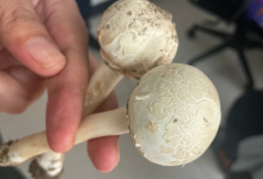 驻马店近期已发生5起！紧急提醒→