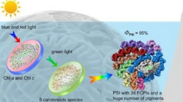 我科学家破解颗石藻高效利用光能的奥秘