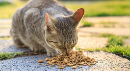 下单让商家投喂流浪猫狗靠谱吗？