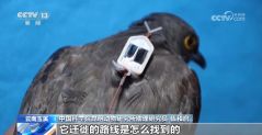 候鸟“打卡”哀牢山迁徙通道 鸟类环志工作启动