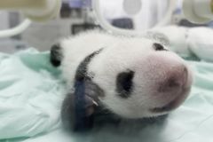 这只刚满月的大熊猫宝宝是个“西北娃”